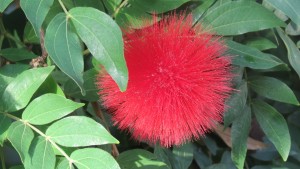 une fleur pompon