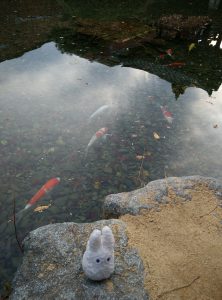 Totoro et les poissons